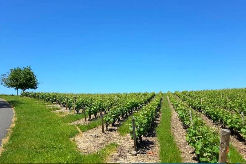 Gite Au Bord Du Cher "La Mesange Verte" Savonnières Εξωτερικό φωτογραφία
